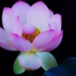 The Heart Is Tender