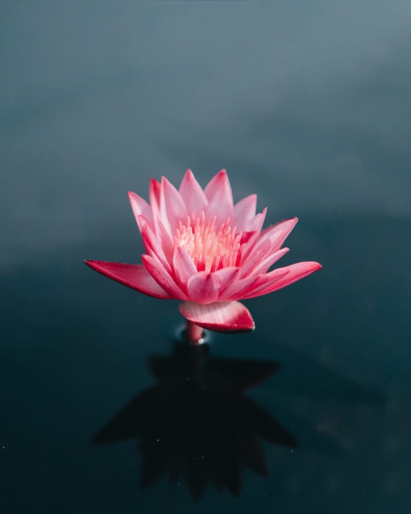 Lotus.