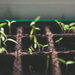 The Do-Nothing Farmer’s Guide to a Perfect Harvest