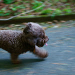 Hush, Puppy!
