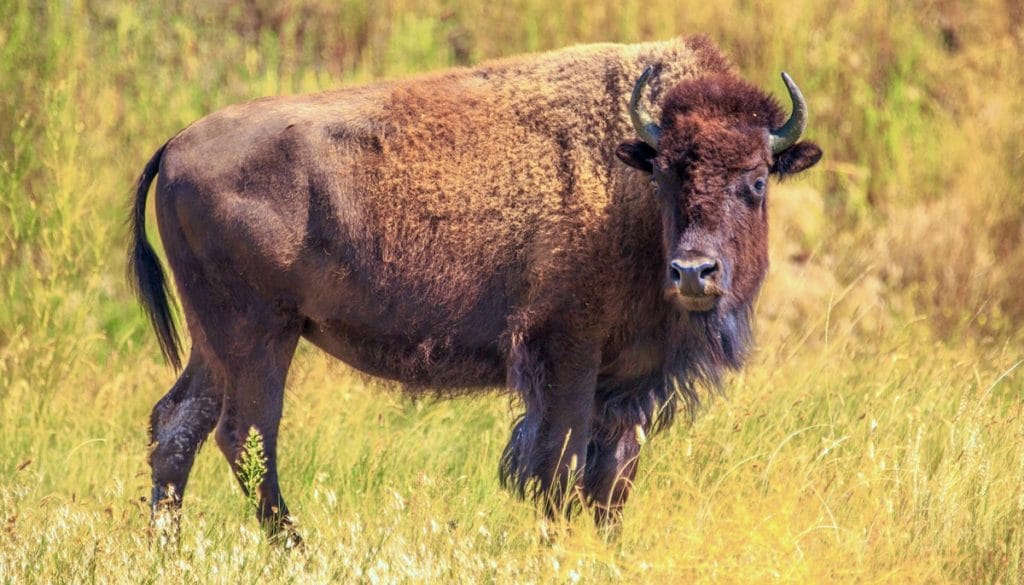 Bison