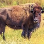 Buffalo park sees population boom after Buddhists take over management