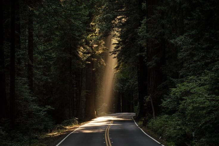 A road on a tree-covered road. There is light peeking through the trees.