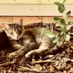 How Personal Grief Connects Us to Shared Compassion