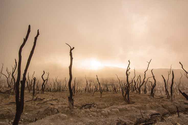 A dusty sunset with trees.
