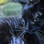 A Cat by Any Other Name