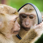 Sleepy Mind, Monkey Mind