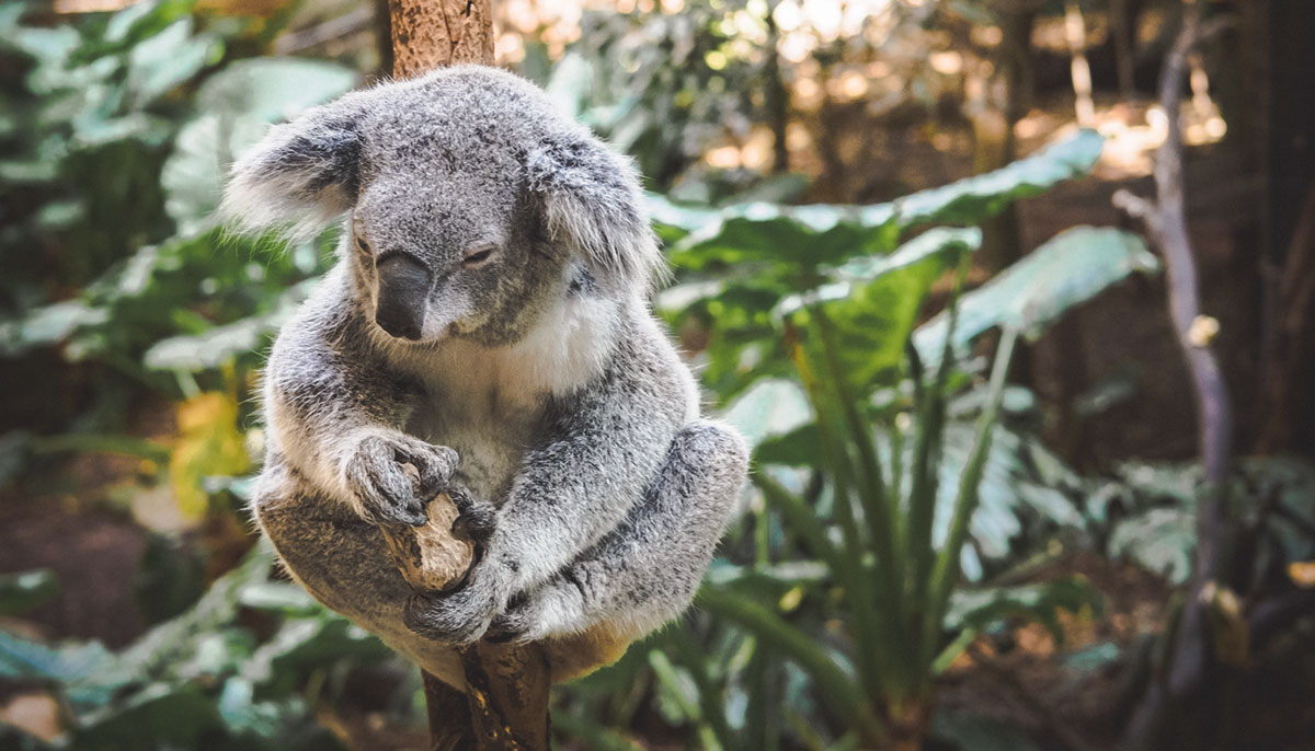 A koala attached to a tree.