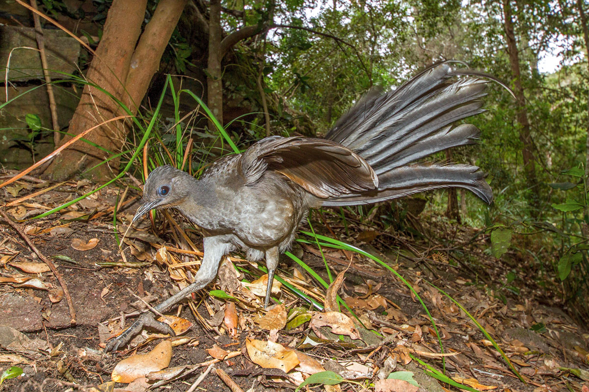 A picture of a lyre bird with its feathers spread out.