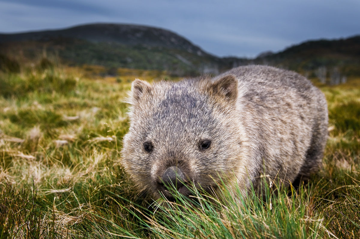 A picture of a wombat in grass near mountains.