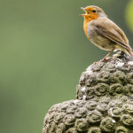 The Meditative Beauty of Birding