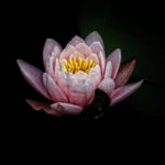 Blooming in the Bardo
