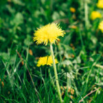 Be Grateful for the Weeds
