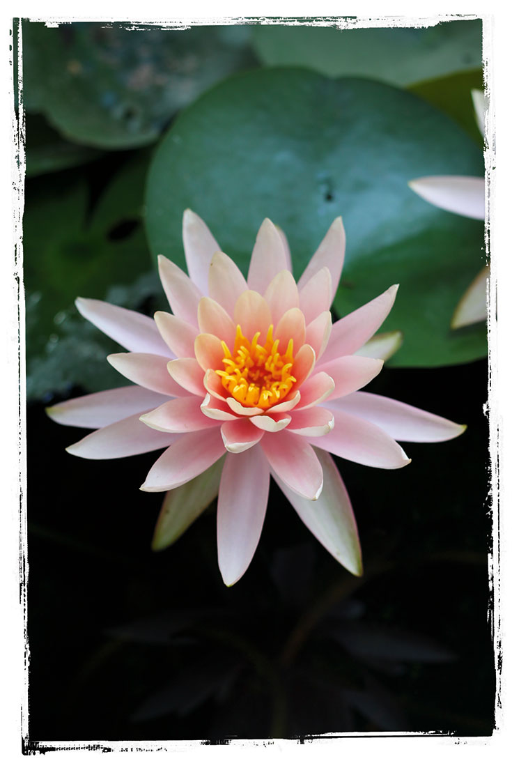 A photo of a pink flower with a yellow centre.