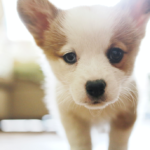 Does a Dog Have Buddhanature?
