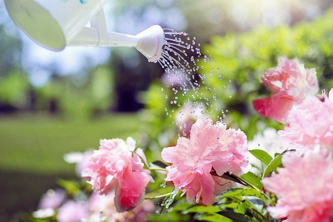 Watering can watering flowers.