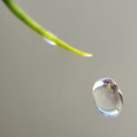 This World of Dew