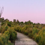 Finding Home on My Path of Transition