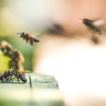 Angry Bees and the Questions of 2020