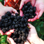 Our Hunt for Magical Berries