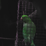 The Bird in the Cage Dilemma
