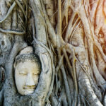 When the Buddha Was a Tree