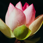 How Menopause Made Me a Better Buddhist