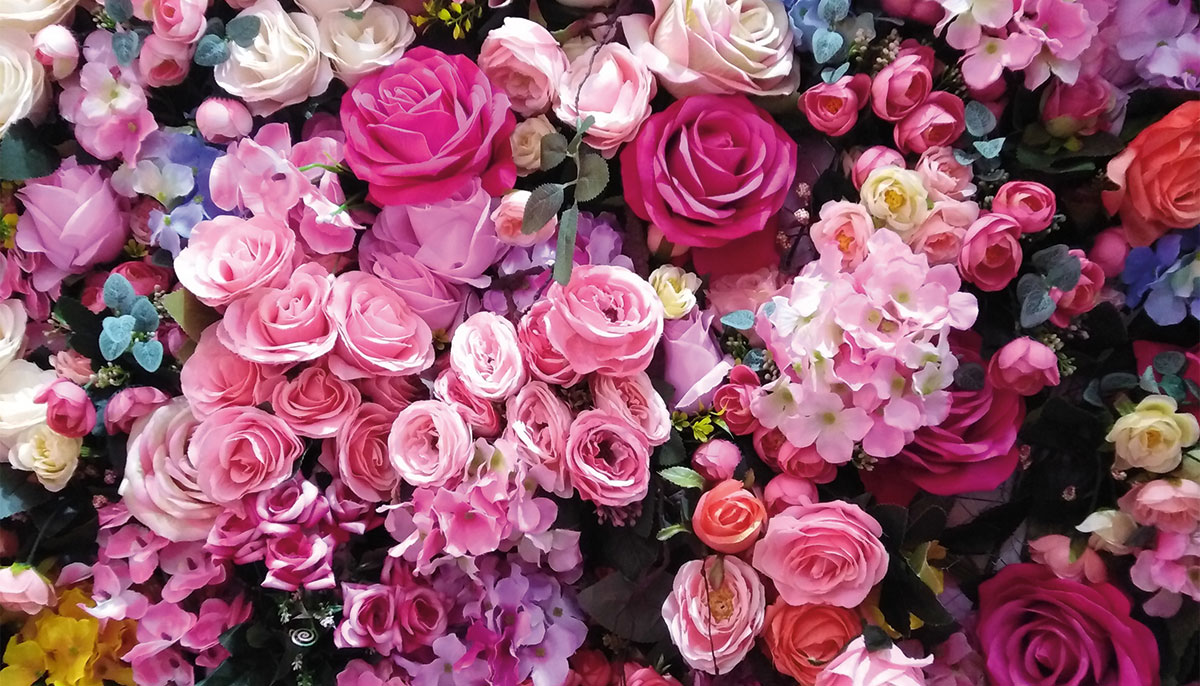Pink roses