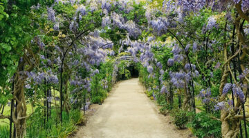 Archway of flowers
