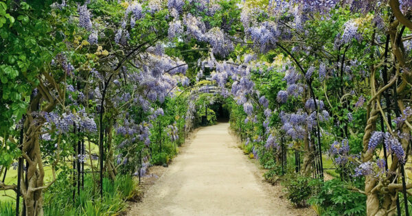 Archway of flowers