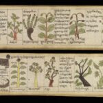 Are the Dharma’s Healing Powers Just Placebo?