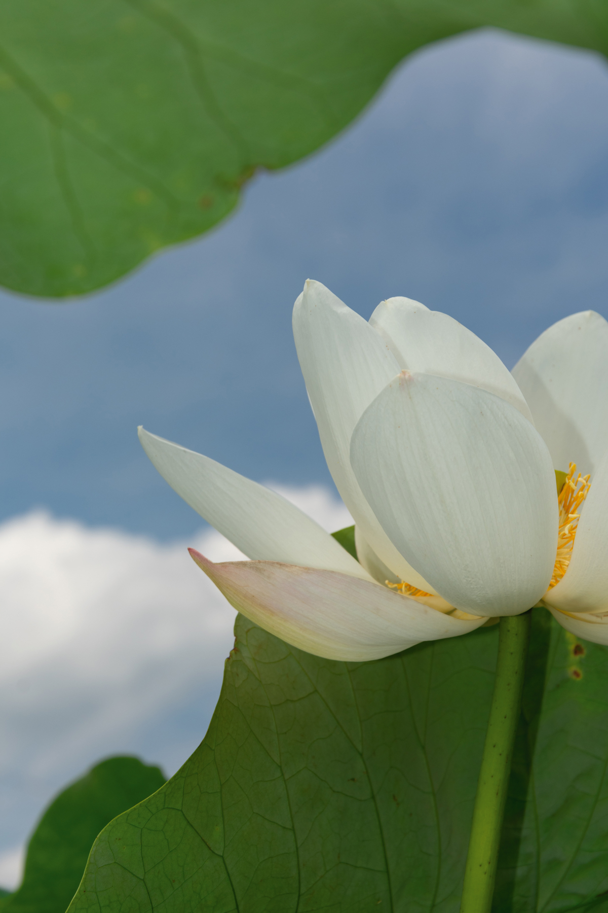 Lotus flower photographed from below with sky in background.