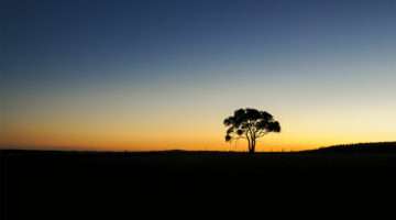 Tree silhouette with sunset in background