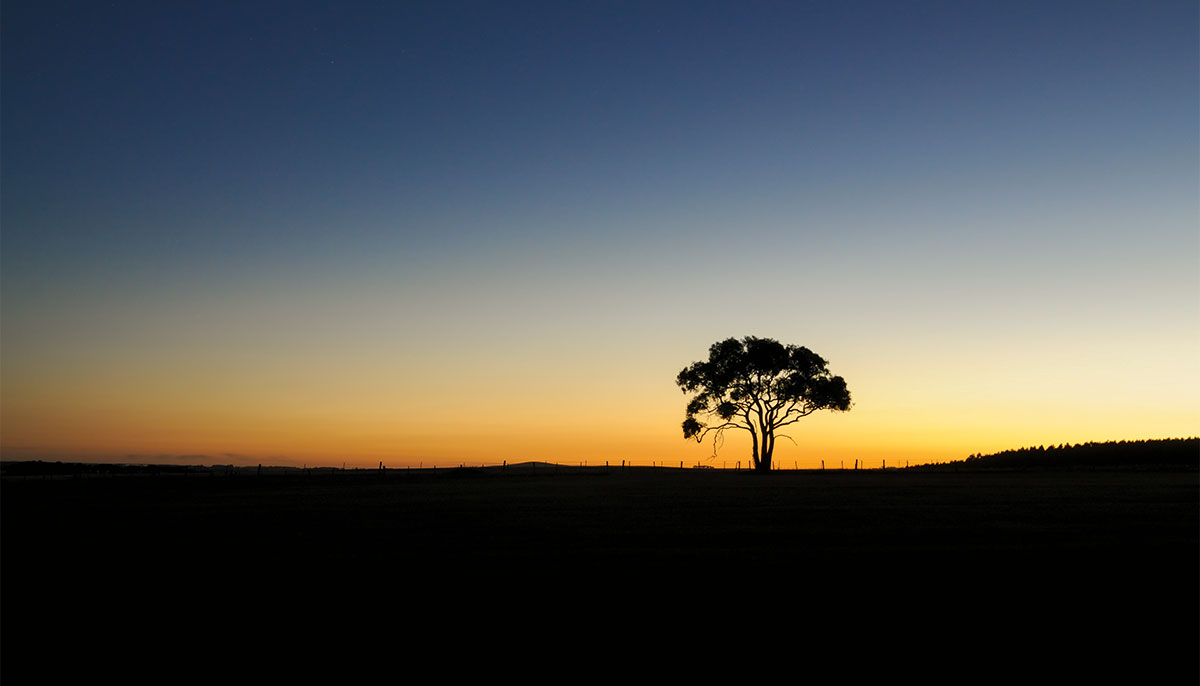 Tree silhouette with sunset in background.