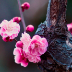 How Insentient Beings Expound Dharma