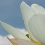 Why Buddhanature Matters