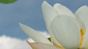 Lotus flower photographed from below with sky in background.