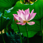 Nothing Is More Important Than Your Buddhanature